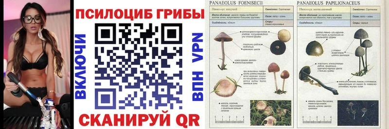 где найти наркотики Монино Псилоцибиновые грибы Psilocybe